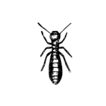diagnostic parasite termite